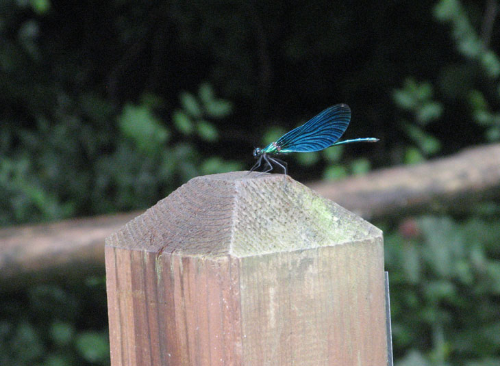 26 luglio 2014 Parco La Mandria-Libellula