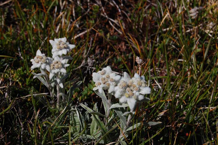Dopo l'opera dell'uomo ecco l'opera della natura:delle magnifiche stelle alpine