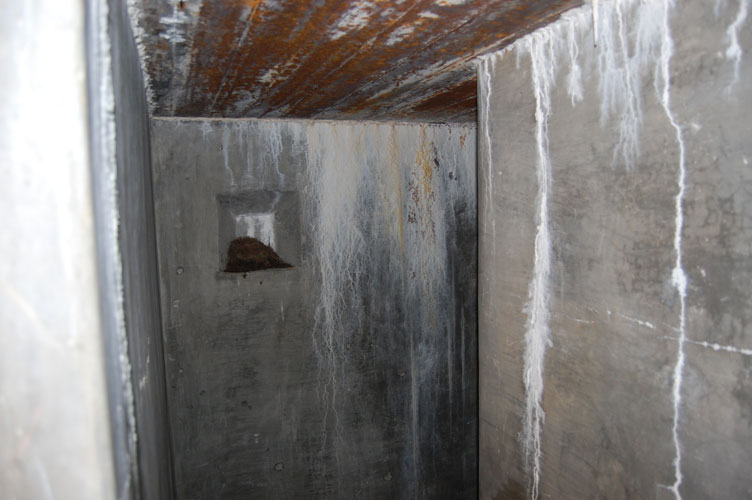 Nella nicchia della lampada un volatile ha costruito il suo nido
