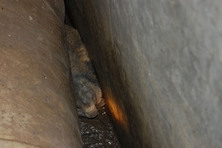 .......un'impaurita marmotta