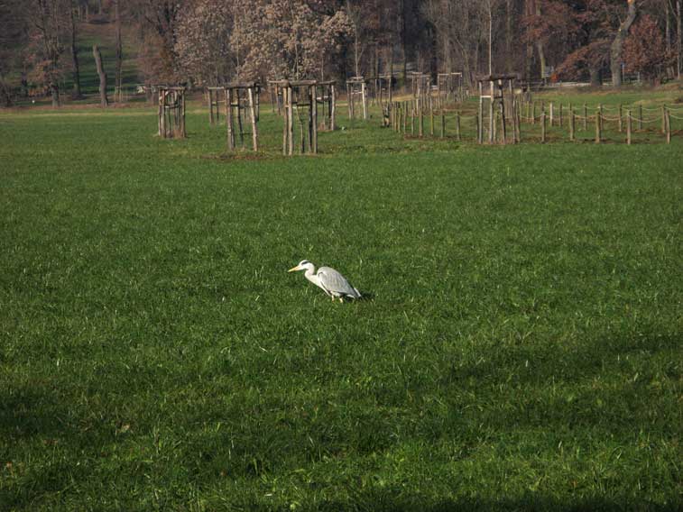26 dicembre 2014 Parco La Mandria-Airone cenerino