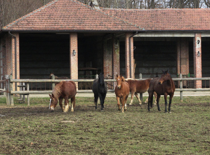 15 gennaio 2015 Parco La Mandria-Cascina Vittoria