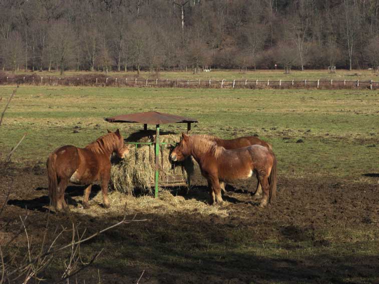23 gennaio 2015 Parco La Mandria-Tutti a tavola e BUON APPETITO