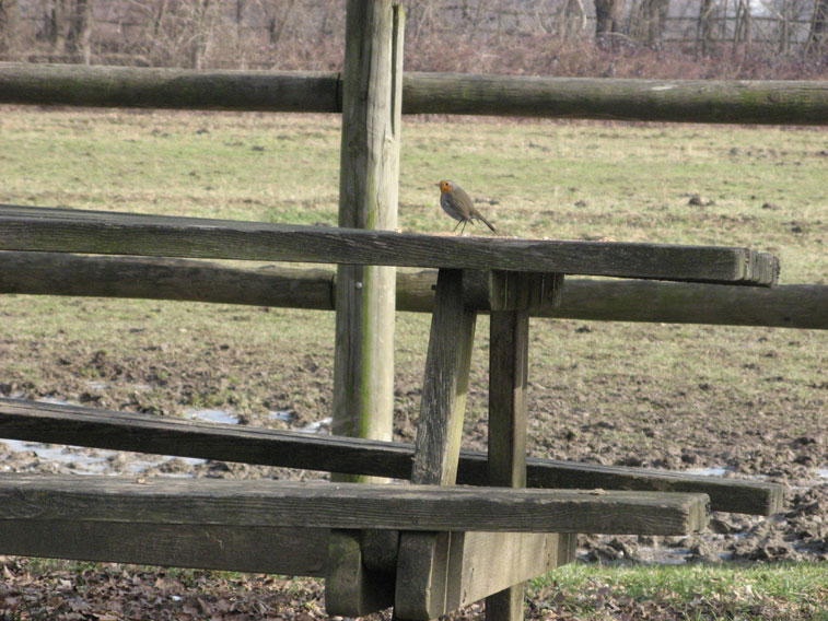 27 gennaio 2015 Parco La Mandria-Pettirosso