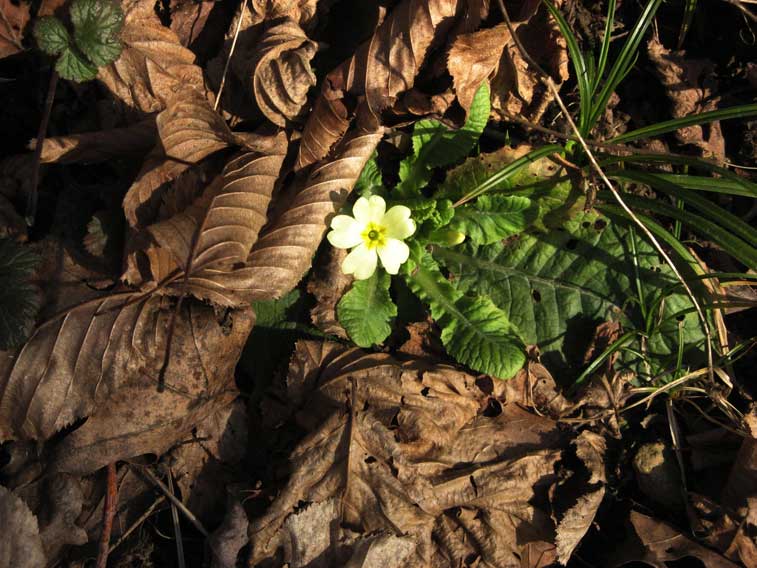 31 gennaio 2015 Parco La Mandria-Primula precoce
