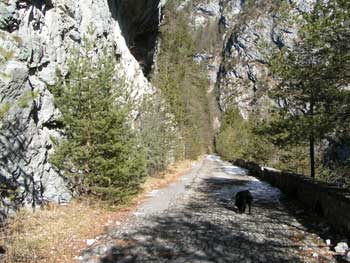 ex strada carnica da Cima Gogna