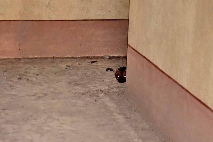 Martora1.jpg