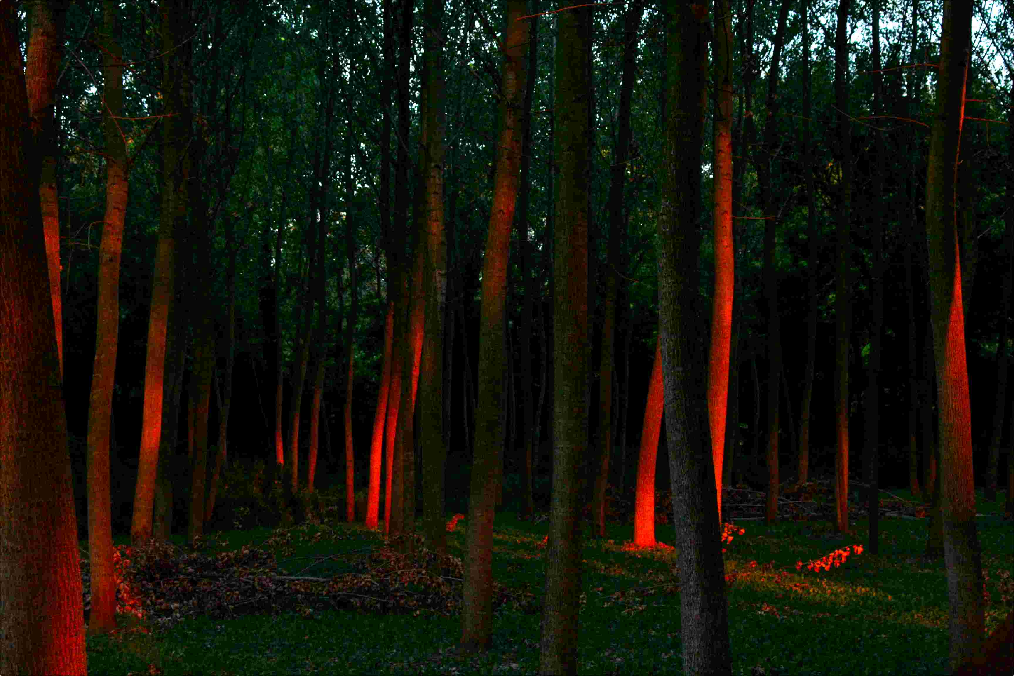 bosco all' imbrunire