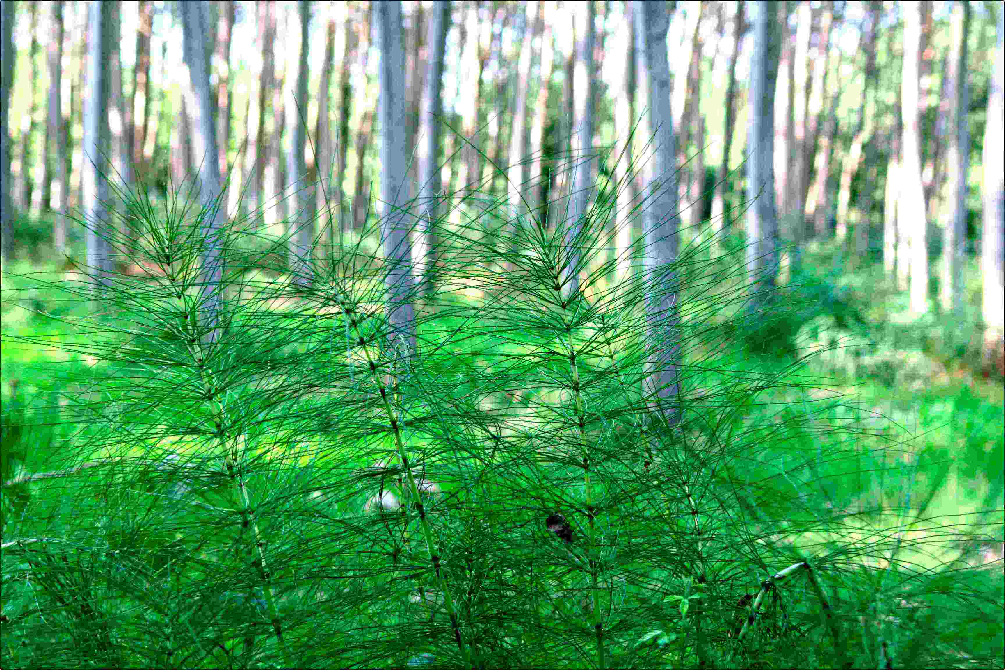 bosco assolato