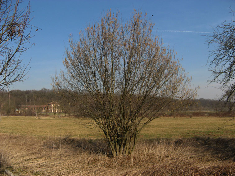 9 marzo 2015 Parco La Mandria-Ultimi giorni d'inverno