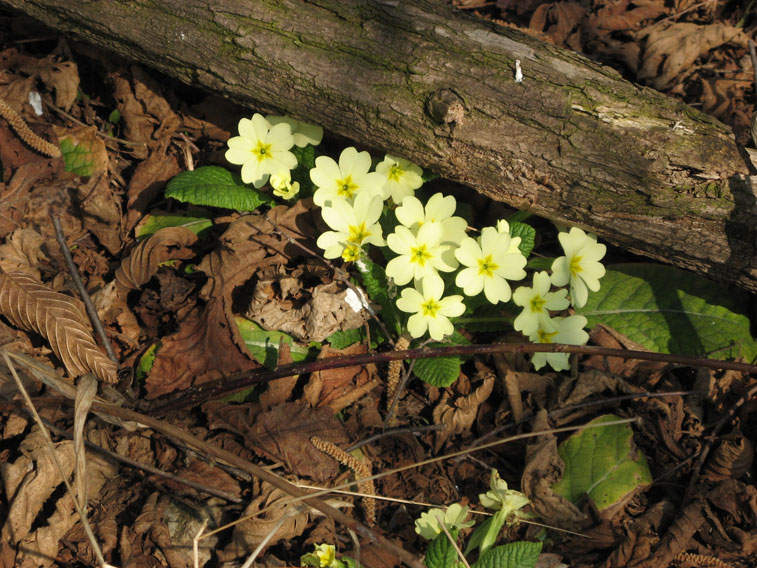 13 marzo 2015 Parco La Mandria-Primule