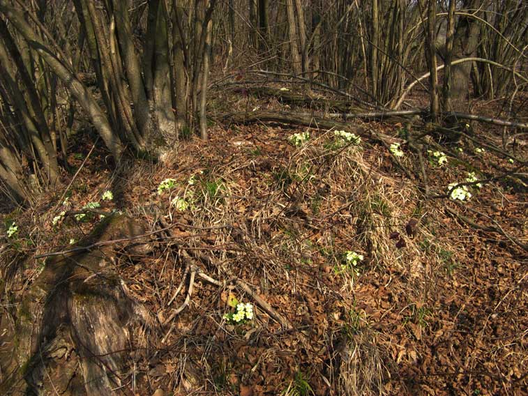 13 marzo 2015 Parco La Mandria-Primule