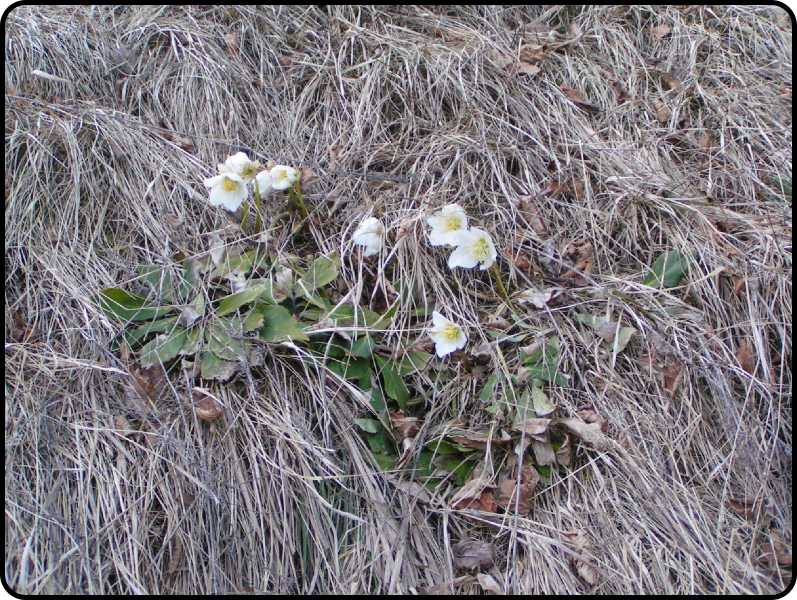 indizi di primavera