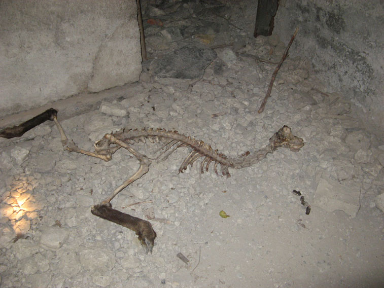 Zona di Bardonecchia,scheletro di un ungulato
