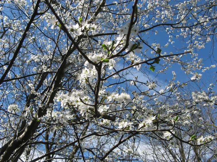28 marzo 2015 Parco La Mandria-Arriva la primavera