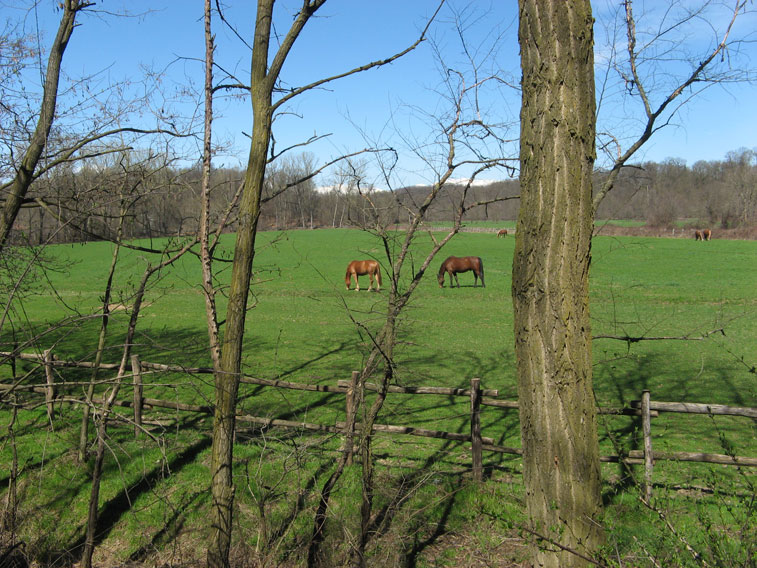 29 marzo 2015 Parco La Mandria-Pascolo