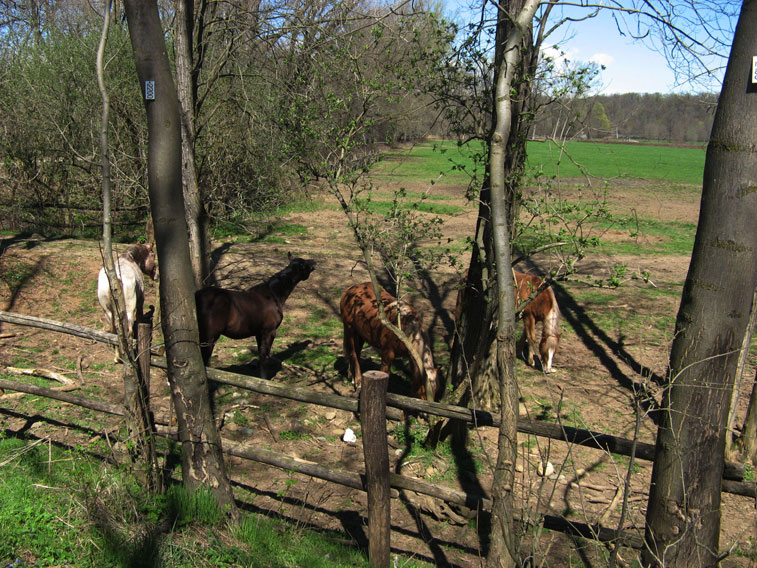2 aprile 2015 Parco La Mandria-Equini al pascolo