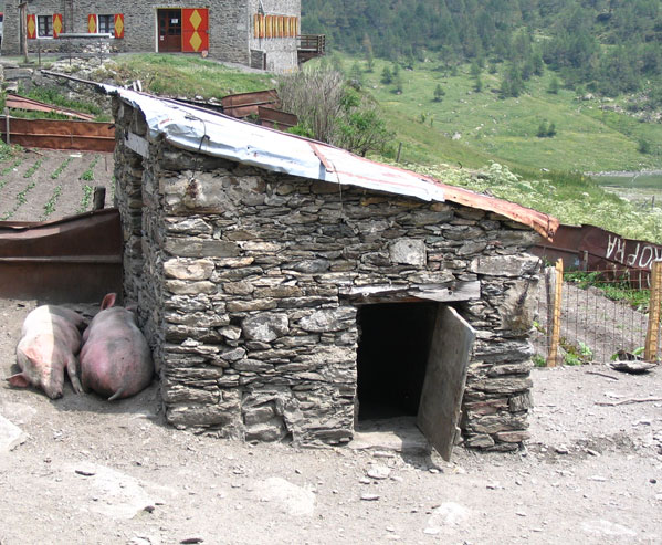Anche in Val Pellice la vita alpina per i suini è molto dura.