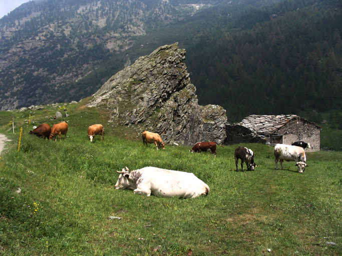 Pascolo nei pressi del Rifugio Jervis