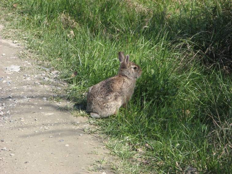 9 aprile 2015 Parco La Mandria