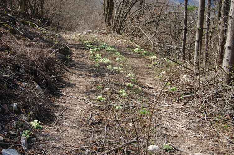 Abbiamo quasi raggiunto l'Osservatorio,le primule presenti sulla strada ingentiliscono il paesaggio