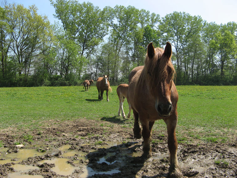 21 aprile 2015 Parco La Mandria-Equini in avvicinamento