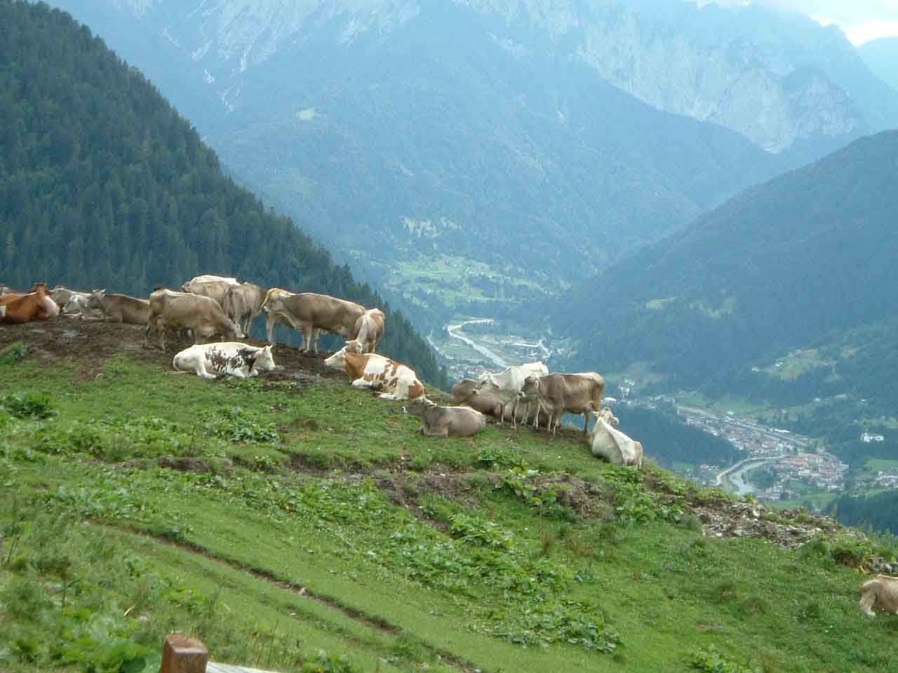 in attesa della mungitura serale