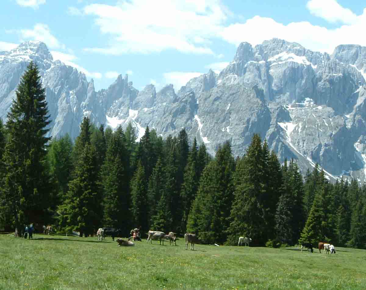 la mandria al pascolo