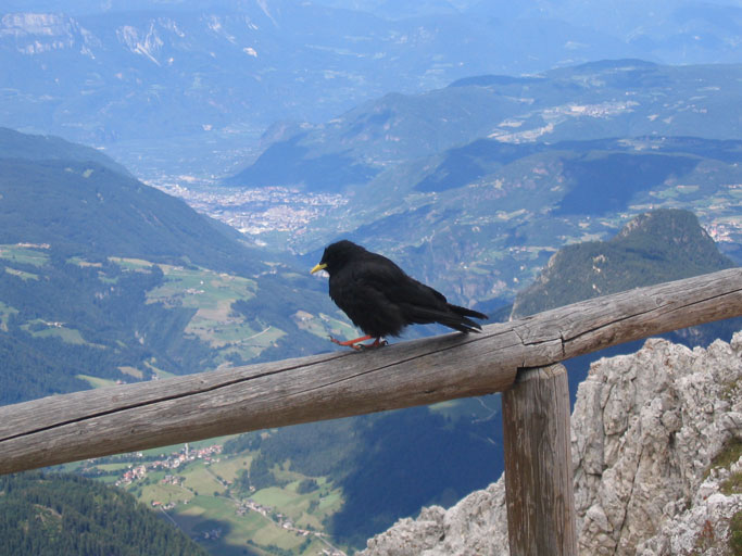 Rifugio Passo Santner-Sullo sfondo Bolzano(O almeno credo)