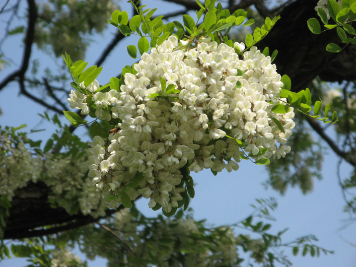 12 maggio 2015 Parco La Mandria-Fiore di acacia