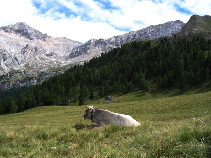 Alto Adige-Bovino stremato dalla fatica