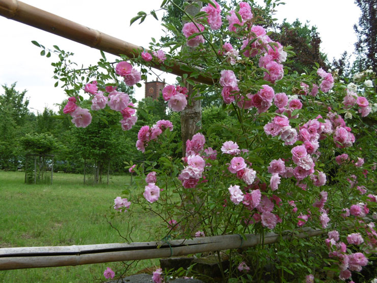 26 maggio 2015-La Mandria in fiore