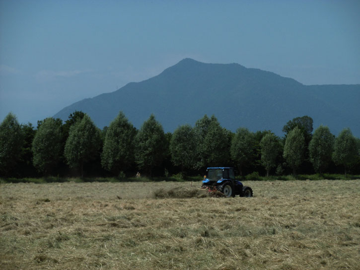 28 maggio 2015 Parco La Mandria-Si gira il fieno-Sullo sfondo il monte Musinè