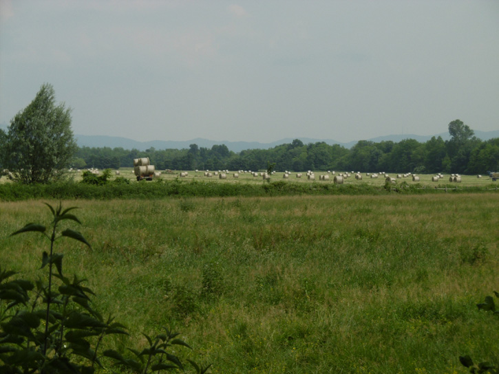 29 maggio 2015 Parco La Mandria-Ieri il fieno sui campi,oggi le rotoballe