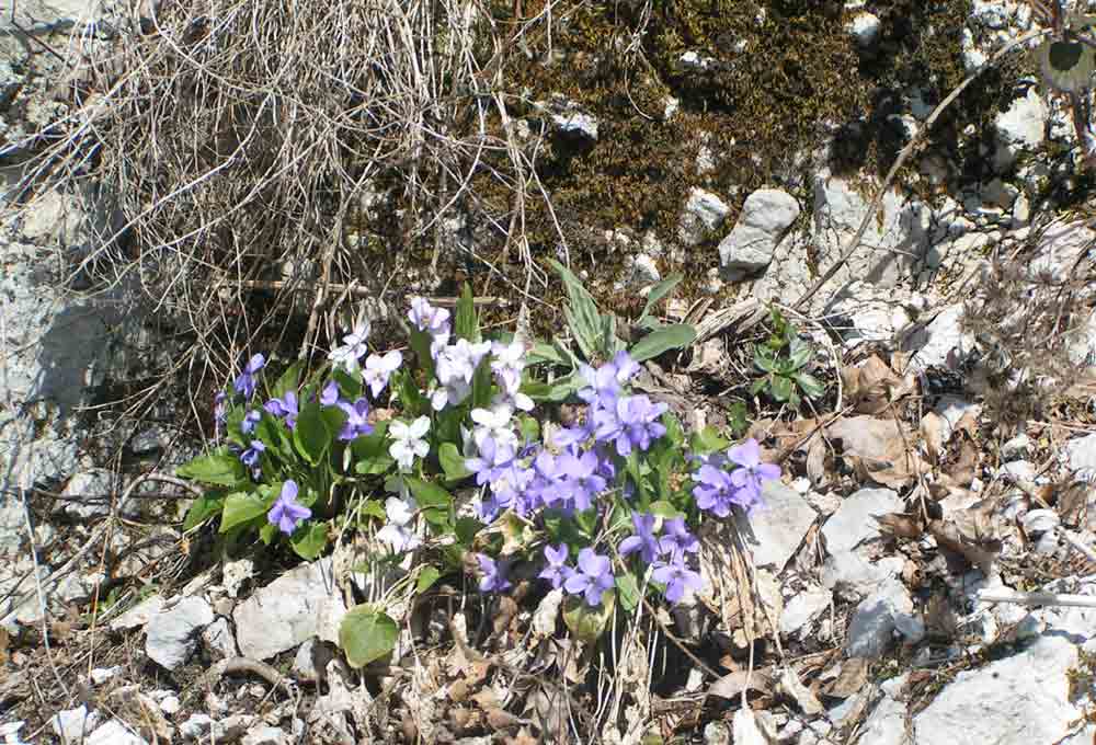 PICT0960.jpg