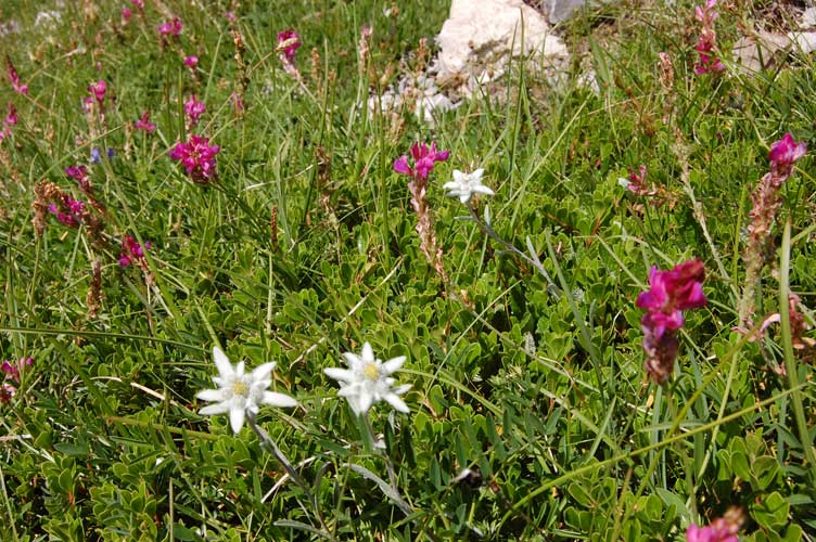 Moncenisio-Stelle Alpine e......