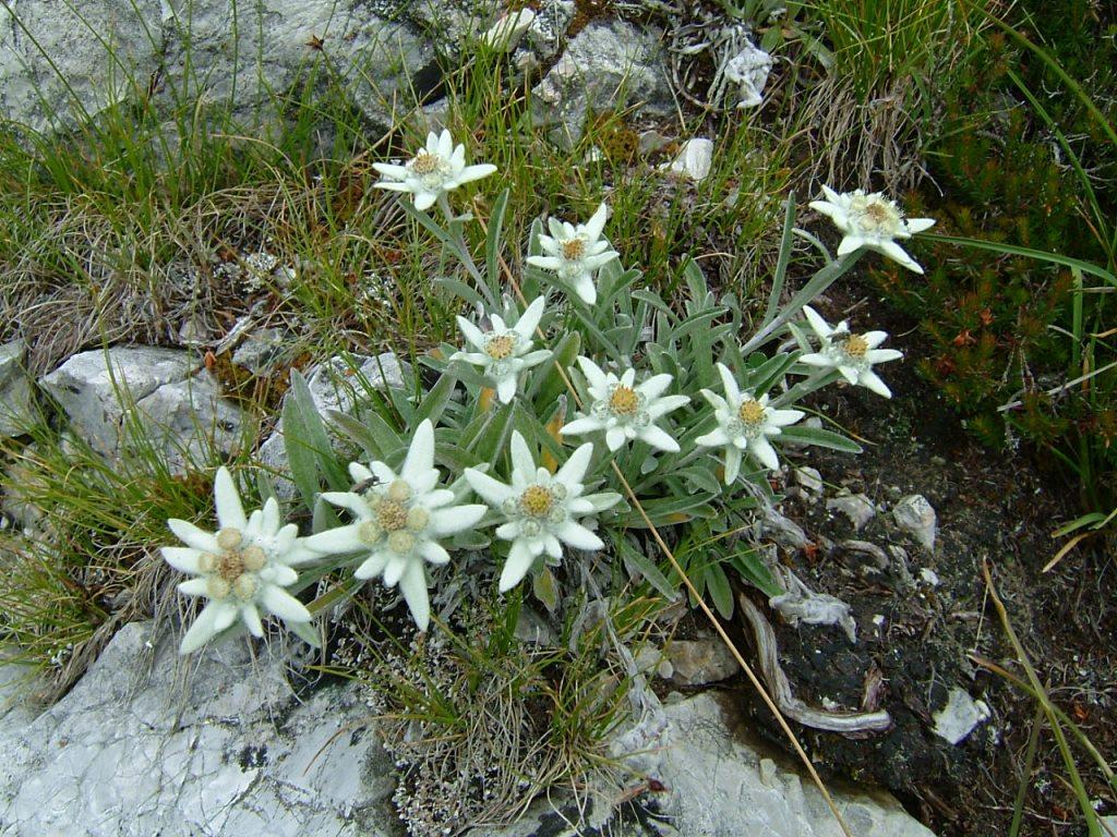 leontopodium alpinum 066.jpg