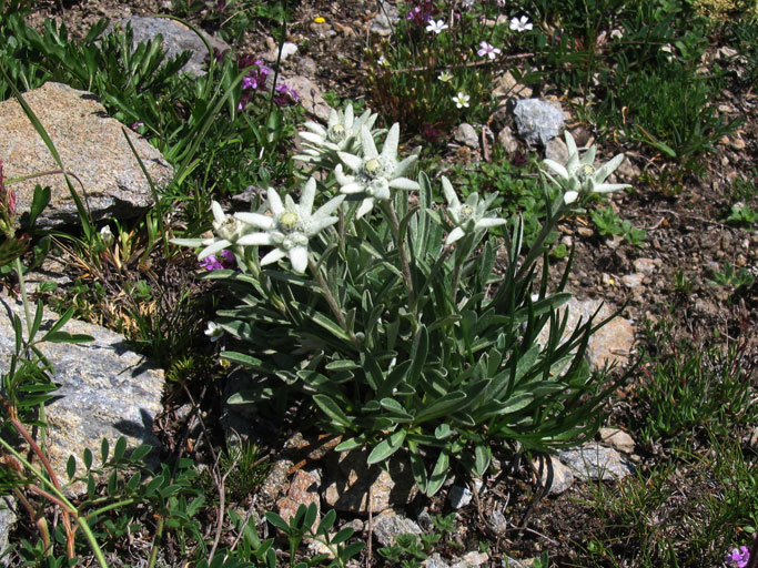 Val Chisone-Stelle alpine