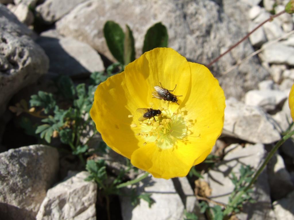 papaver kerneri 087.JPG