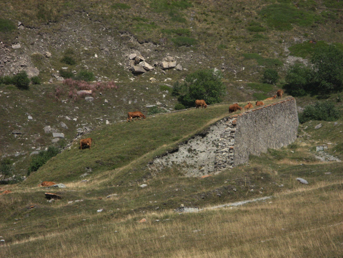 Moncenisio-Bovini al pascolo sul paravalanghe della Tagliata del Forte Cassa