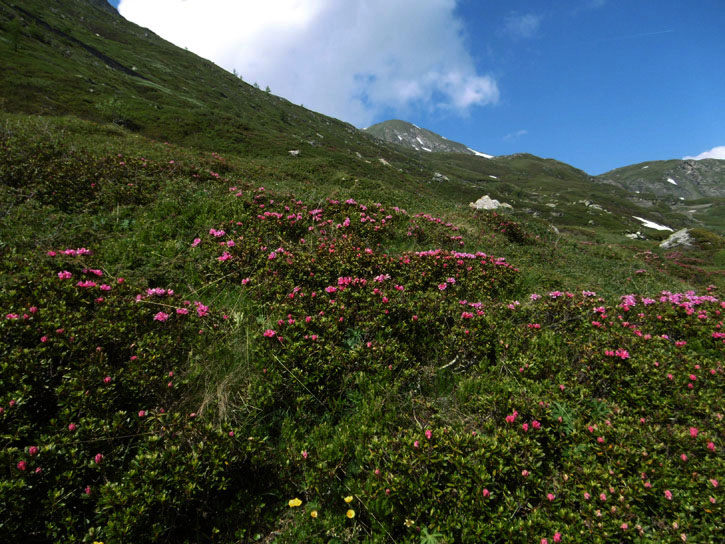 Moncenisio-Rododendri in fiore