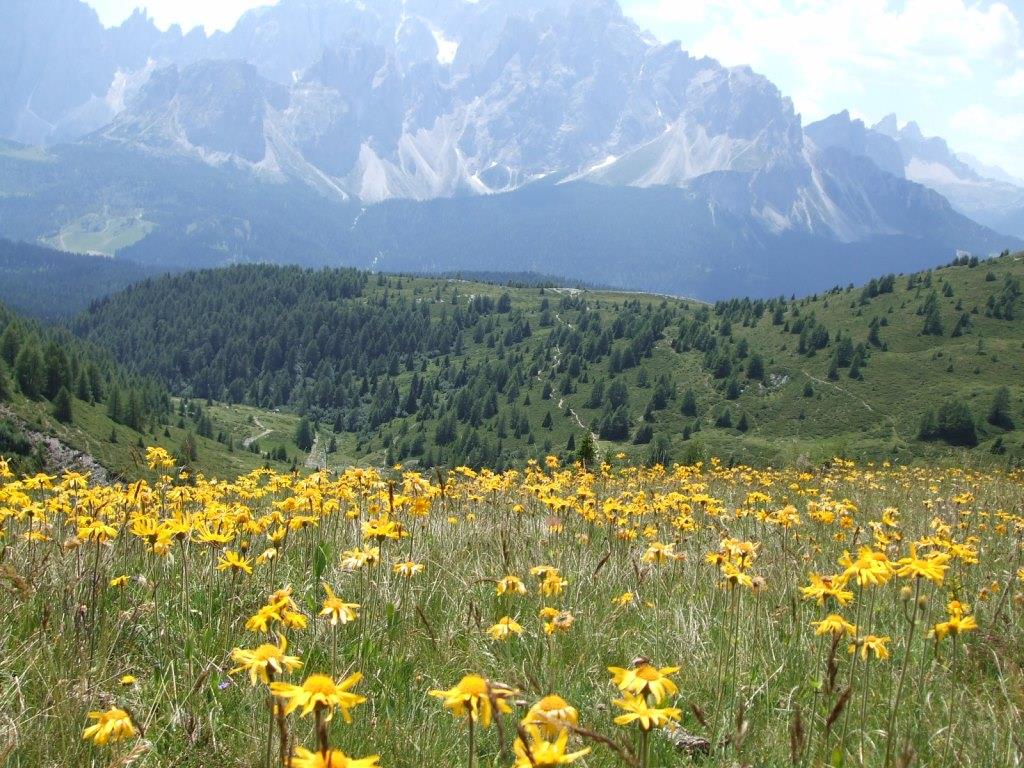 arnica montana (60).JPG