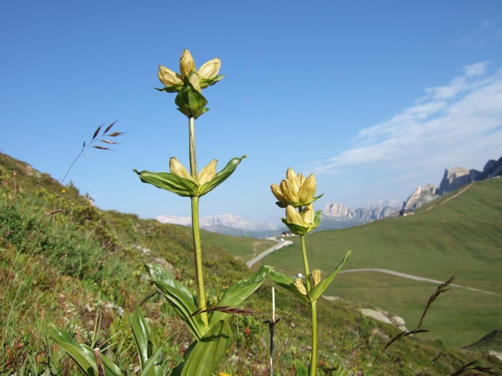 gentiana punctata 036.JPG