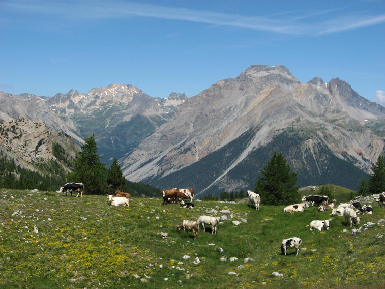 Pascolo nella zona del Col des Acles(Confine Italo-Francese)Sullo sfondo il sito della Batteria B3 e la Valle Stretta(Bardonecchia)