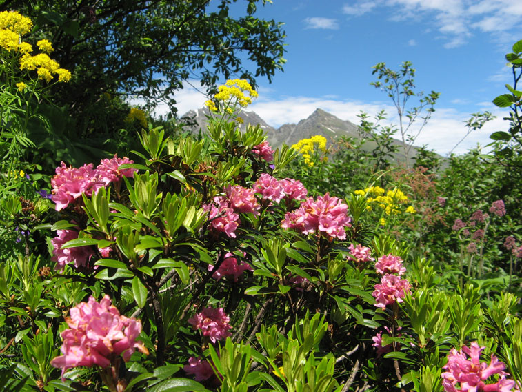 Dietro ai rododendri la cima di Laro,il passo della Beccia e coperta dal fiore giallo Cima Clairy
