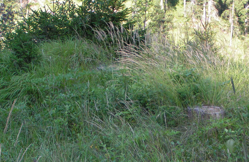 postazione sul tornante completamente coperta dalla vegetazione ,a stento si nota il portello