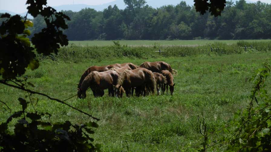 12 agosto 2015 Parco La Mandria-Pascolo