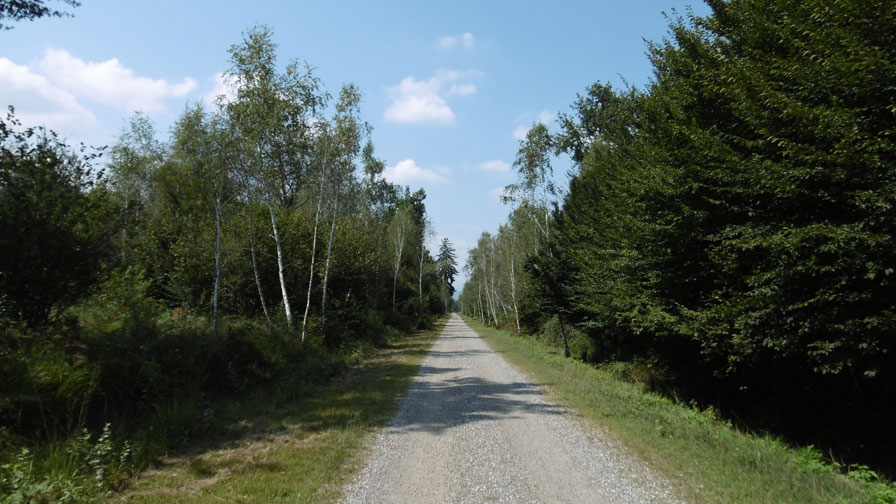 22 agosto 2015 Parco La Mandria-Verso la Cascina Oslera