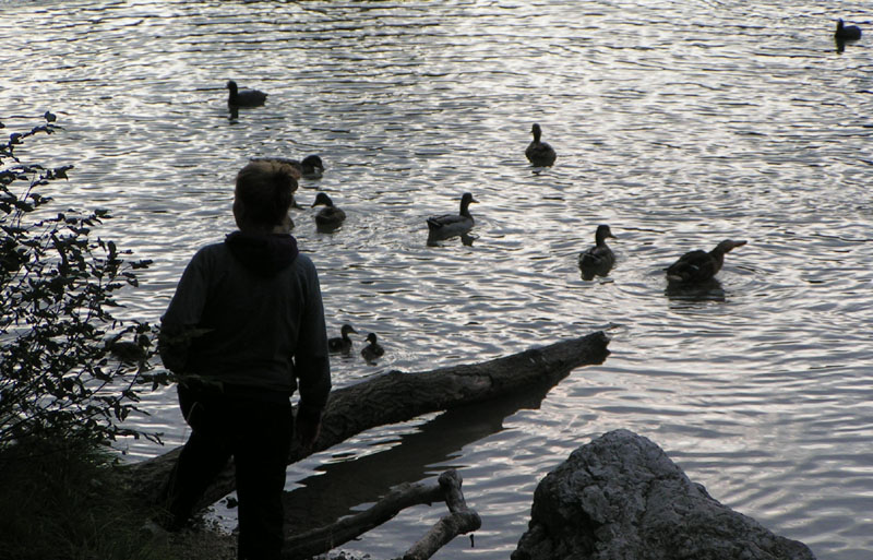 anatre nel lago di Cavazzo all' imbrunire