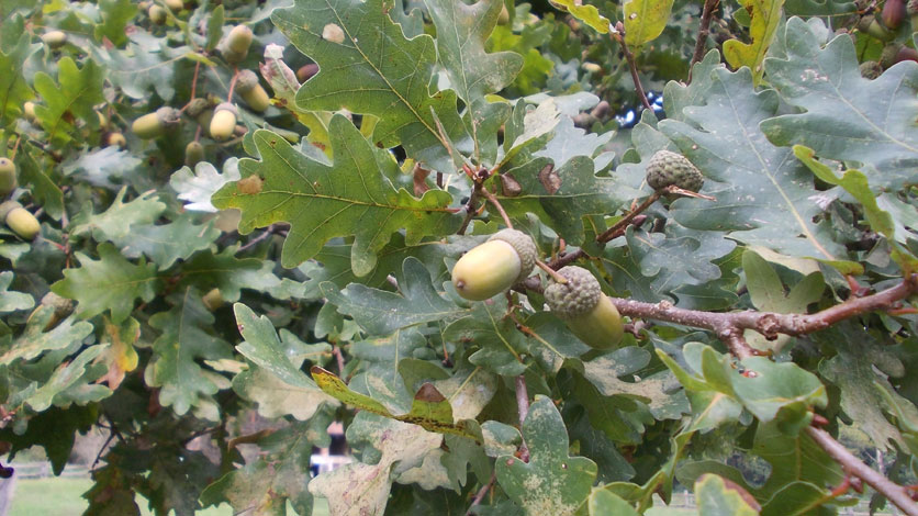 28 settembre 2015 Parco La Mandria-Ghiande